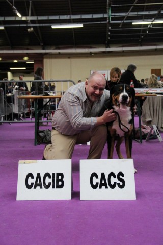 à 15 mois, il obtient sa confirmation et son premier CACS / CACIB à l'exposition de Valence, spéciale de race