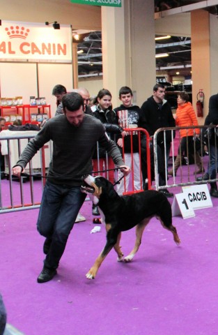 le beau Jetlan fait ses débuts en expositions et obtient un premier axcellent en clase jeune, meilleur jeune, pour sa première exposition à Valence spéciale de race, à 11 mois