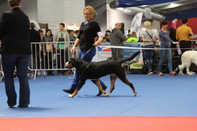 Joly CACS, CACIB, BOS, Besançon 2015