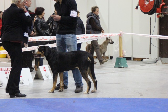 Joly-Coeur fait le CACS, CACIB et BOS