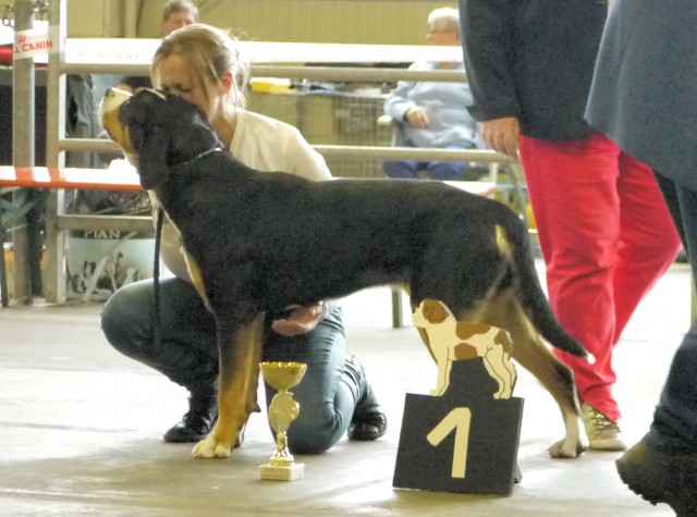 Joly-coeur, best in show des jeunes bouviers suisses, Ettelbruck