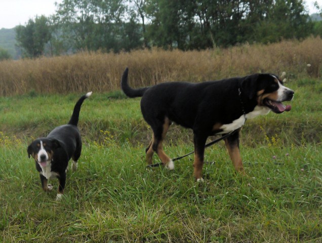 Bonnie et Aslan apprécient les ballades dans les champs