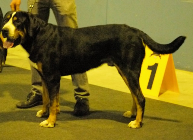 Sennehund Estate Assange (Aslan), champion de Luxembourg