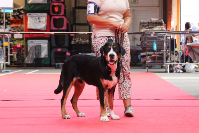 1ère sortie sur les rings, où il obtient un meilleur puppy de l'exposition de Mâcon! 