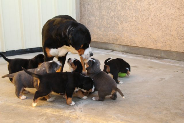 à 5 semaines, dehors avec maman