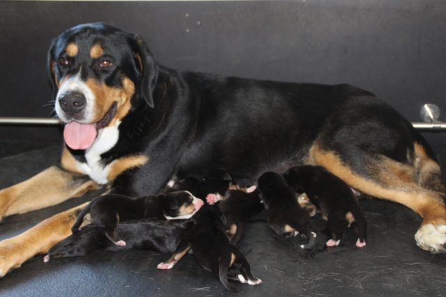 une jolie maman très fière de nous présenter ses bébés 