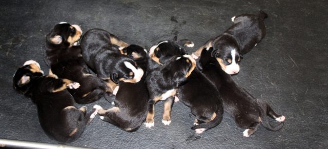 8 bébés : 3 femelles et 5 mâles 